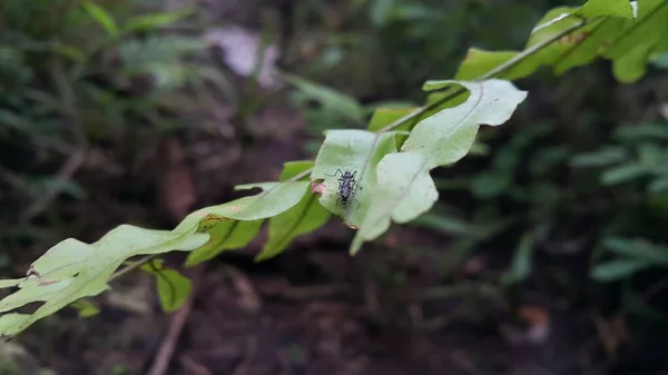 Mosquito Descansando Sobre Hierba Los Mosquitos Machos Hembras Alimentan Néctar —  Fotos de Stock