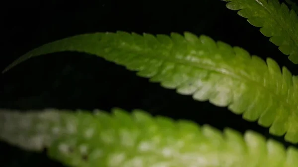 Close Gewone Bracken Bladeren Staan Bekend Als Pteridium Aquilinum Groene — Stockfoto