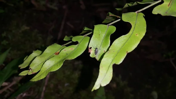 Κουνούπι Ξεκουράζεται Στο Γρασίδι Αρσενικά Και Θηλυκά Κουνούπια Τρέφονται Νέκταρ — Φωτογραφία Αρχείου