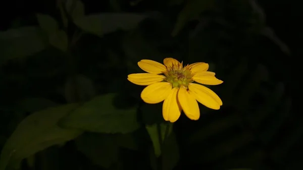 Žlutá Barva Květinové Pozadí Wedelia Biflora Fotografie Pořízená Hoře — Stock fotografie
