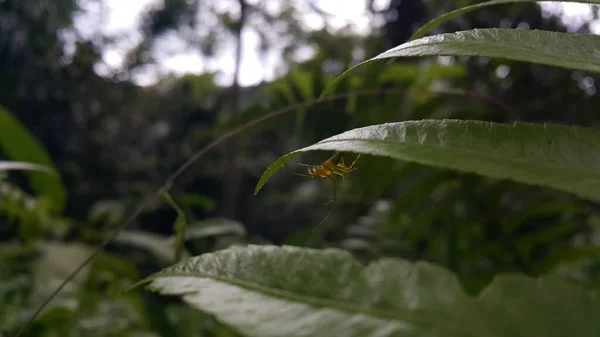 Yeşil Yapraklı Örümceğin Oxyopidae Görüntüsü Dağda Fotoğraf Çekimi — Stok fotoğraf