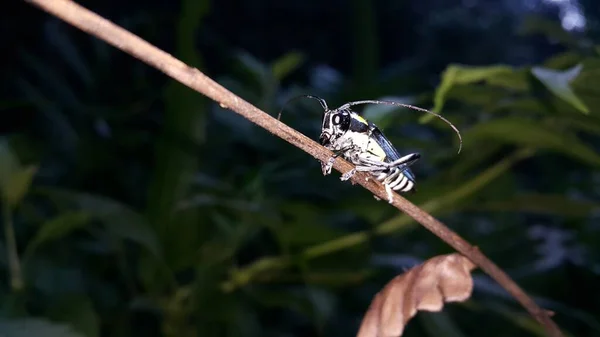 Hermoso Escarabajo Cuernos Largos Glenea Elegans Foto Tomada Bosque —  Fotos de Stock