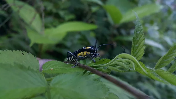 美丽的长角甲虫 格伦尼亚的精虫 照片在森林里拍摄 — 图库照片