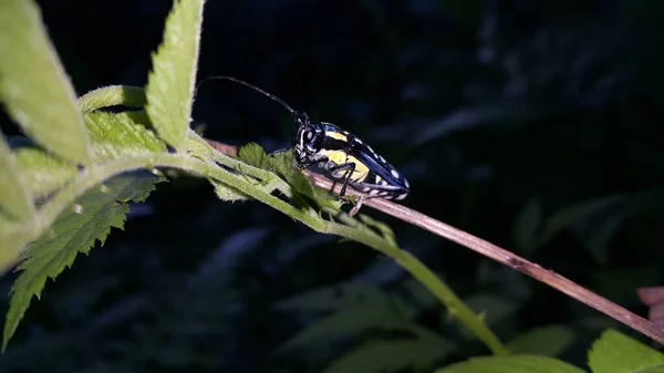 Hermoso Escarabajo Cuernos Largos Glenea Elegans Foto Tomada Bosque — Foto de Stock