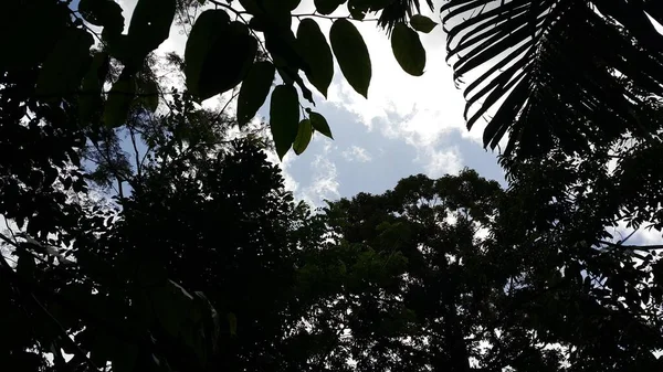 Foto Von Silhouettierten Baumblättern Und Himmel Fotoshooting Wald — Stockfoto