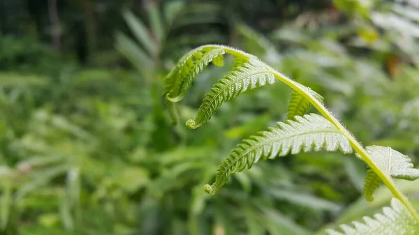 Common Bracken Leaves Pteridium Aquilinum Background Photo Shot Forest — Stock Photo, Image