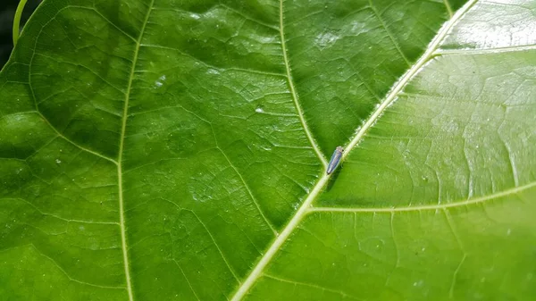 Foto Van Leafhopper Cicadella Viridis Neergestreken Een Plantenblad Foto Genomen — Stockfoto