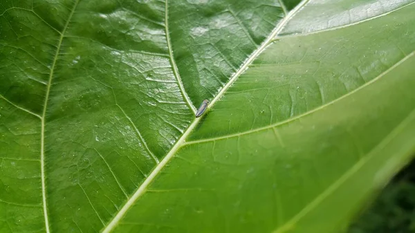 Foto Von Leafhopper Cicadella Viridis Der Auf Einem Pflanzenblatt Hockt — Stockfoto