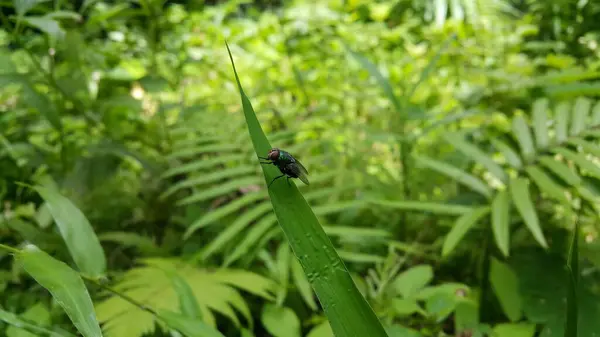Insektenfliegen Exotic Fly Diptera Ruhen Sich Auf Einem Pflanzenblatt Aus — Stockfoto