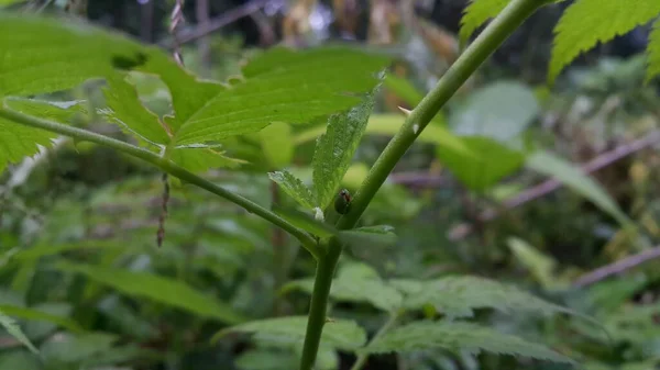 Фото Зеленого Круглого Плантоппера Сидящего Стебле Растения Странный Маленький Planthopper — стоковое фото