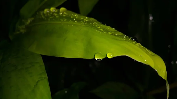 Зеленый Лист Каплей Воды Концепция Релаксации Природы Фотосъемка Лесу — стоковое фото