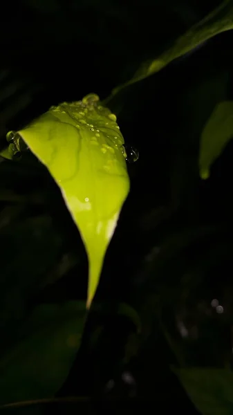 Fris Groen Blad Met Waterdruppel Ontspanning Natuur Concept Foto Neergeschoten — Stockfoto