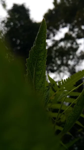 Sehr Schöne Strukturierte Pflanze Blätter Hintergrund Das Foto Wurde Berg — Stockfoto
