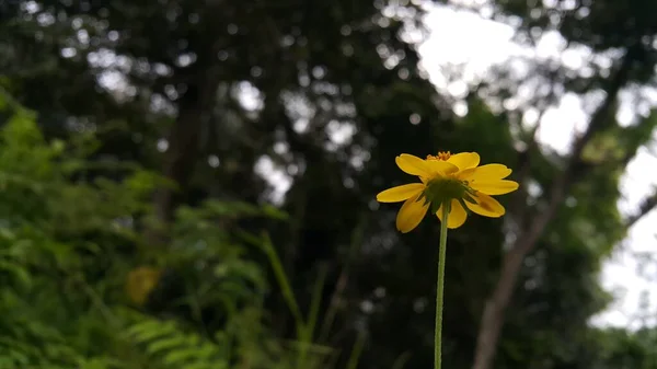 배경은 숲에서 노란색 꽃입니다 노란색 — 스톡 사진
