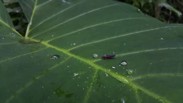 Taro Yapraklarının Üzerine Konmuş Çizgili Yaprak Sıçrayan Böceğin Fotoğrafı Ormanda — Stok fotoğraf