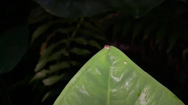 Ugráló Pókok Növényi Leveleken Ücsörögnek Fénykép Pókról Arany Mintával Testén — Stock Fotó
