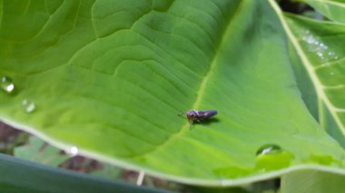 Taro yapraklarının üzerine konmuş çizgili yaprak sıçrayan böceğin fotoğrafı. Ormanda çekilmiş bir fotoğraf..