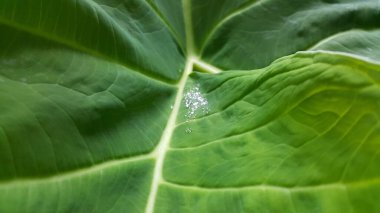 Yeşil taro yaprağında taze su damlası çiği. Tropik yapraklar konsept duvar kağıdı arka planı. Ormanda fotoğraf çekimi..