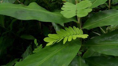 Dokulu bitki yaprakları arka planda. Ormanda çekilmiş bir fotoğraf..