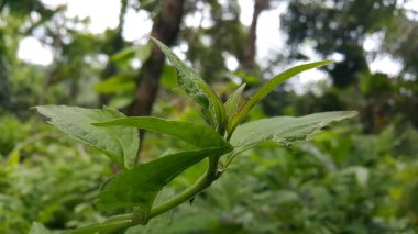 Acrida Cinerea, bazen Doğulu uzun başlı çekirge / çekirge olarak da bilinir. Doğulu, uzun kafalı, çekirge çekirge ve çekirgenin genç bir fotoğrafı. Ormanda çekilmiş bir fotoğraf..