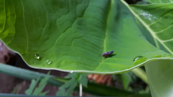 Taro Yapraklarının Üzerine Konmuş Çizgili Yaprak Sıçrayan Böceğin Fotoğrafı Ormanda — Stok fotoğraf