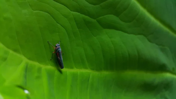 Foto Leafhopper Cicadellidae Empoleirado Folhas Taro Muito Frescas Foto Tirada — Fotografia de Stock