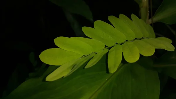 Текстурированное Растение Оставляет Фон Фотосъемка Лесу — стоковое фото
