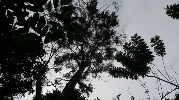 シルエットの木は背景を残しています 森で撮影した写真 — ストック写真
