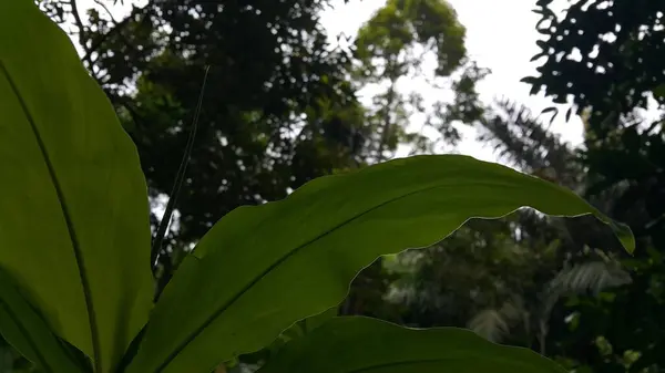 Тло Орхідей Фото Зроблене Лісі — стокове фото