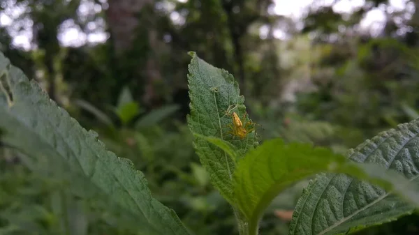 Yaprağın Üzerine Konmuş Sarı Bir Örümceğin Fotoğrafı Fotoğraf Dağda Çekildi — Stok fotoğraf