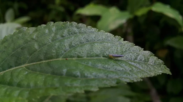 Yaprağın Üzerine Tünemiş Leafhopper Cicadella Viridis Fotoğrafı Cicadella Viridis Çok — Stok fotoğraf