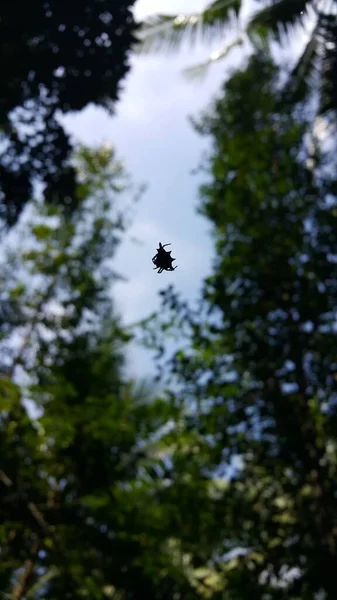 Nahaufnahme Einer Heimischen Spinnensilhouette Fotoshooting Wald — Stockfoto
