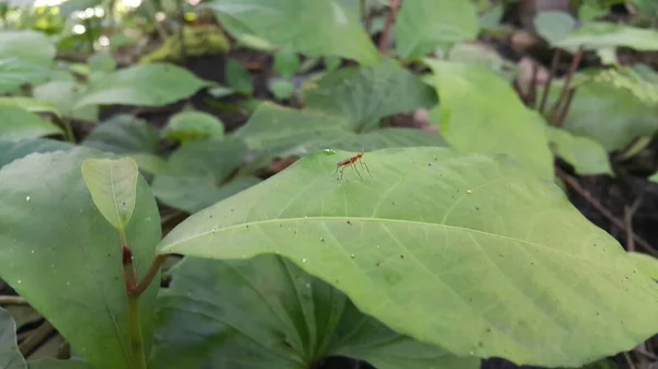 照片上的微斑潜蝇 Micropezidae 腿尖的苍蝇栖息在树叶上 照片在森林中拍摄 — 图库照片