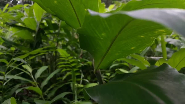 Тло Орхідей Фото Зроблене Лісі — стокове фото