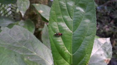 Kadife Karınca (Mutilla astarte). Kadife karınca (hymenoptera: mutillidae: Radoszkowskius oculata) yeşil bir yaprak üzerinde sürünür. Ormanda çekilmiş bir fotoğraf..