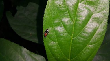 Kadife Karınca (Mutilla astarte). Kadife karınca (hymenoptera: mutillidae: Radoszkowskius oculata) yeşil bir yaprak üzerinde sürünür. Ormanda çekilmiş bir fotoğraf..