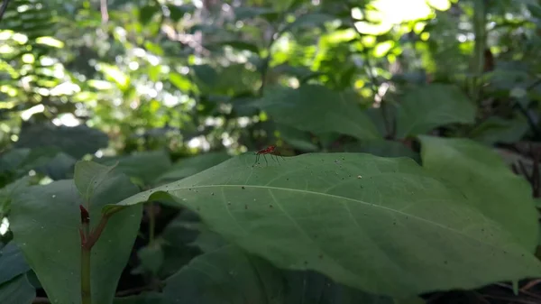 Micropezidae Insekten Attraktive Fliegen Auf Stelzenbeinen Und Auf Blättern Stehend — Stockfoto
