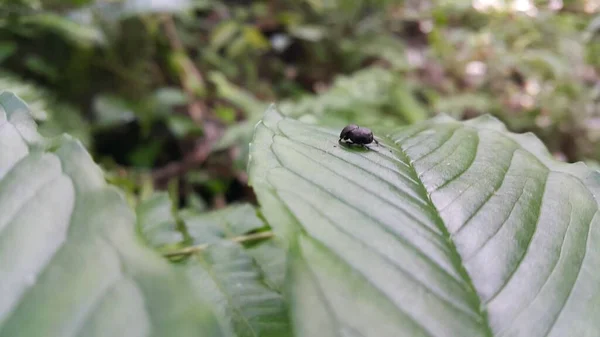 Pequeño Escarabajo Negro Una Hoja Planta Foto Tomada Bosque — Foto de Stock