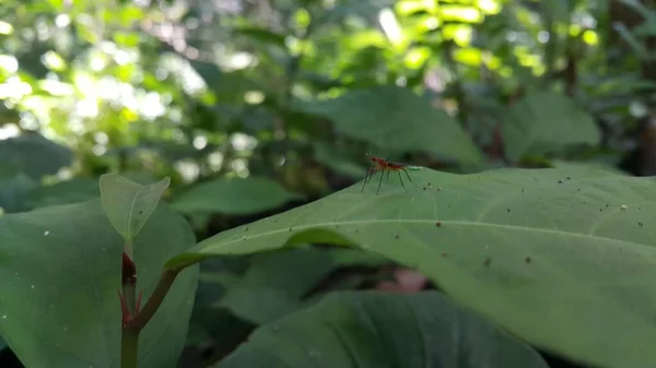 Stock image (Micropezidae) insects, attractive flies on stilt legs and standing on leaves. Photo shot on the mountain.