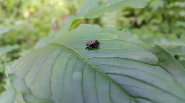 Little Black Beetle Plant Leaf Photo Taken Forest — Stock Photo, Image