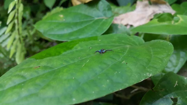 Eine Kleine Blaue Spinne Thront Auf Einem Grünen Blatt Fotoshooting — Stockfoto