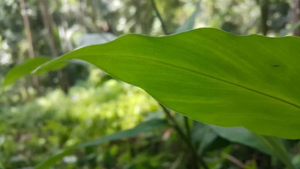 Koele Plant Blad Achtergrond Foto Genomen Het Bos Natuurthema — Stockfoto