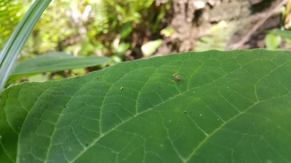 Little Green Southern Grass Cicada Cicadettana Calliope Floridensis Uma Pequena — Fotografia de Stock