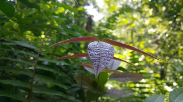 Kühler Pflanzenblätterhintergrund Foto Aufgenommen Wald Thema Natur — Stockfoto
