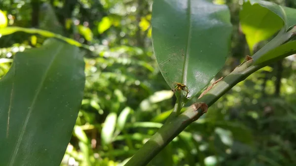 Une Petite Araignée Dorée Perchée Sur Une Feuille Verte Photo — Photo