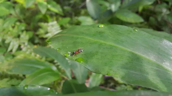 Männliche Samtameise Makro Natur Natürliche Schädlingsbekämpfung Die Orussoidea Parasitäre Wespen — Stockfoto