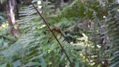 Yusufçuk (Odonata: Anisoptera) menteşe boşluğu pada batang tanaman. Foto dibidik dihutan. Nöroküler dalgalanmalar.