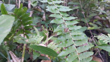 Dexiosoma caninum, Tachinidae familyasından bir sinek türü. Birleşik Krallık 'ta, bu tür en yaygın olarak yazın güney İngiltere' de bulunabilir..