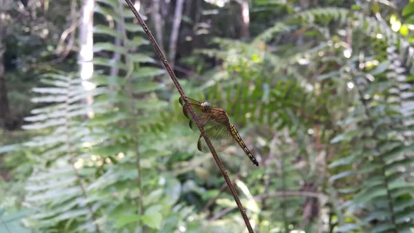 Libélula Odonata Anisoptera Bisagra Pada Batang Tanaman Foto Dibidik Dihutan — Foto de Stock