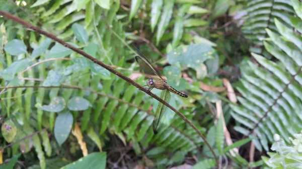 Ważka Odonata Anisoptera Zawias Pada Batang Tanaman Foto Dibidik Dihutan — Zdjęcie stockowe